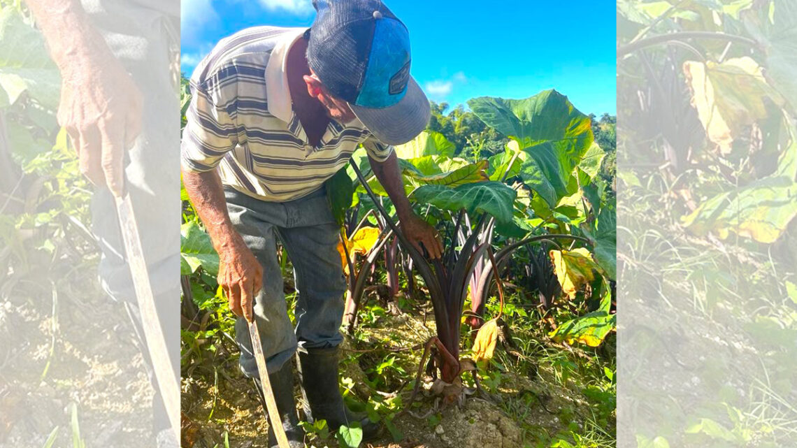 La yautía es uno de los principales cultivos de Camuy. (Foto suministrada)