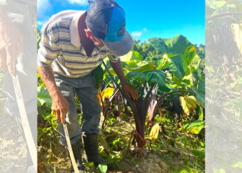 La yautía es uno de los principales cultivos de Camuy. (Foto suministrada)