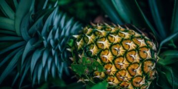 Foto:  Igor Ovsyannykov en Pixabay