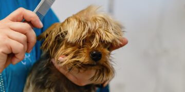 Foto:  Aleksandr Tarlõkov en Pixabay