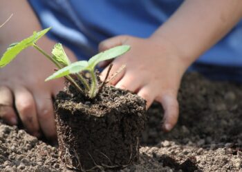 Foto: Kurt Bouda en Pixabay