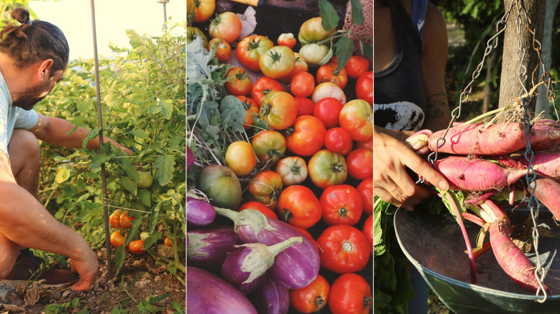 (Fotos: Huerto Urbano del Callejón Trujillo / Facebook)