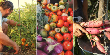 (Fotos: Huerto Urbano del Callejón Trujillo / Facebook)