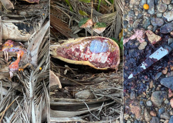 (Fotos suministradas / DRNA)