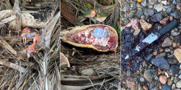 (Fotos suministradas / DRNA)