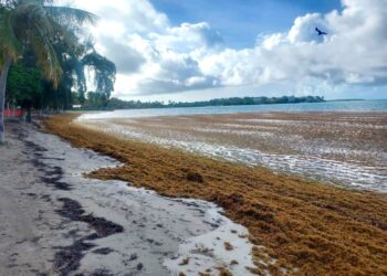 Balneario Caña Gorda en Guánica arropado por sargazo. (Foto: DRNA / Facebook)