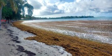 Balneario Caña Gorda en Guánica arropado por sargazo. (Foto: DRNA / Facebook)