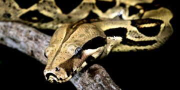 Boa Constrictora. (Foto: David Clode / Unsplash)