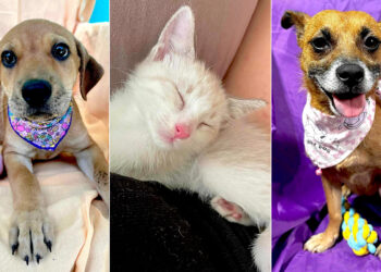 (Fotos: SASFA / Facebook)