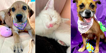 (Fotos: SASFA / Facebook)