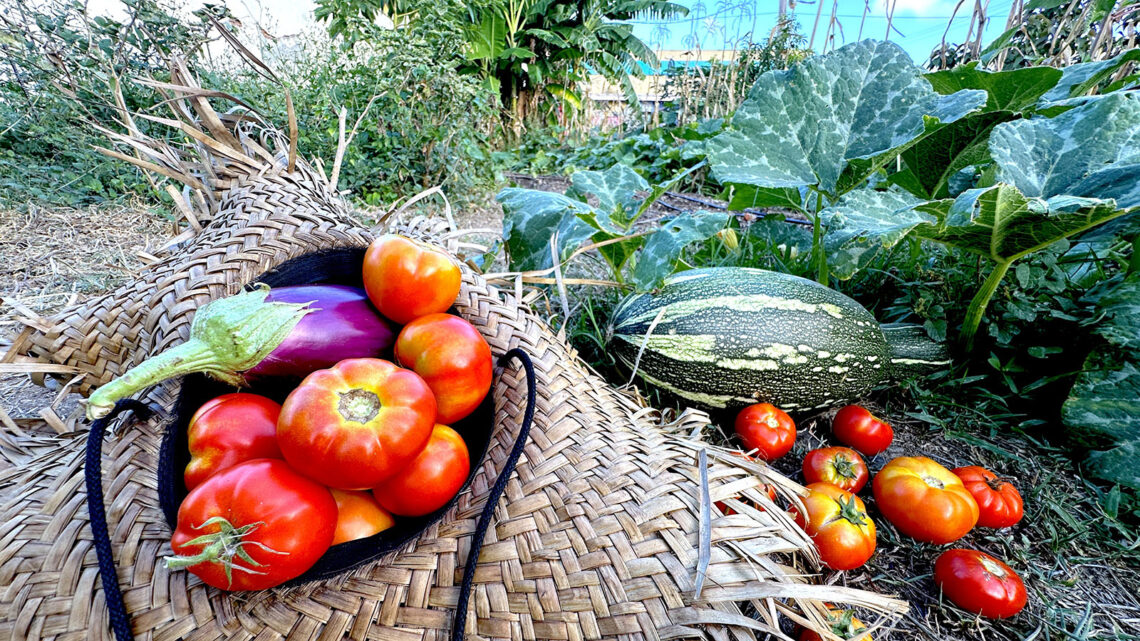 Huerto Urbano del Callejón Trujillo en Ponce. (Foto: Michelle Estrada Torres)