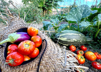 Huerto Urbano del Callejón Trujillo en Ponce. (Foto: Michelle Estrada Torres)