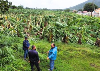 Secretario de Agricultura, Ramón González Beiró, evalúa daños tras el paso de la tormenta Ernesto. (Foto: Secretario de Agricultura/Facebook)