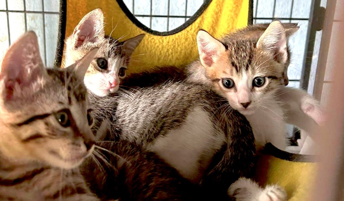 Gatos albergados por Sasfapr. (Foto: Sasfapr)