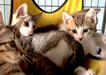 Gatos albergados por Sasfapr. (Foto: Sasfapr)