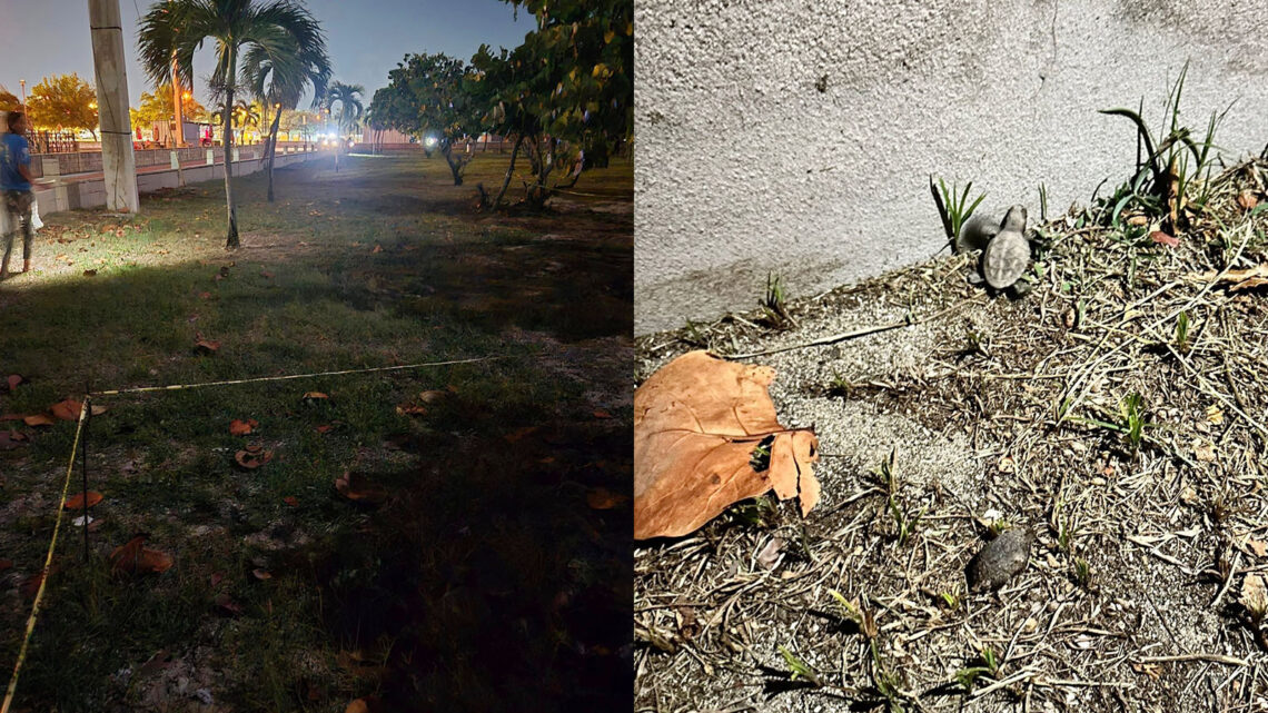 A la izquierda, el nido de tortuga demarcado en el área de la playa de La Guancha. A la derecha, un neonato de carey. (Fotos: Tortugueros del Sur)