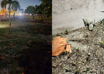 A la izquierda, el nido de tortuga demarcado en el área de la playa de La Guancha. A la derecha, un neonato de carey. (Fotos: Tortugueros del Sur)