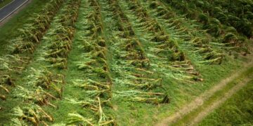 Foto por Ricardo Arduengo | Centro de Periodismo Investigativo