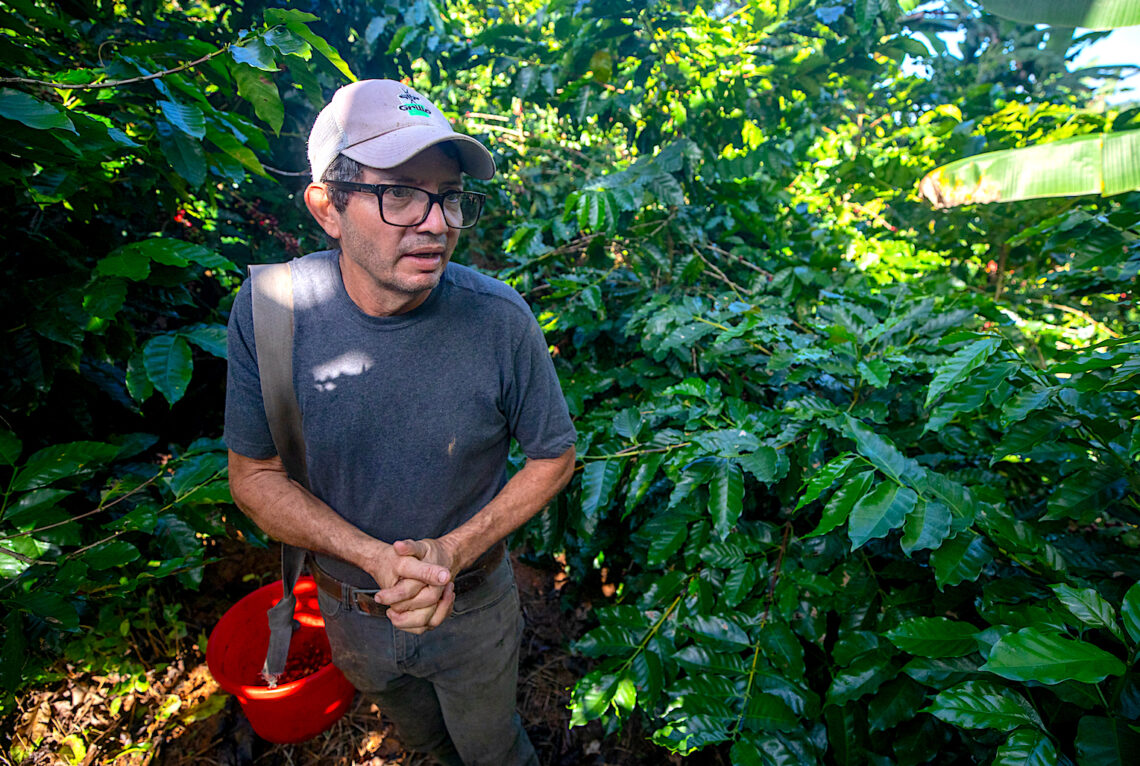 En Puerto Rico existen 2,983 cafetales activos, según el Censo Agrícola, para los que hacen falta alrededor de 7,000 recolectores de café, según estimó el Departamento de Agricultura en el 2021. En la foto, Francisco Arroyo, propietario de la finca K & V Caribe en Adjuntas. (Foto: Jorge Ramírez Portela | CPI)