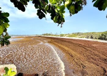 Imágenes captadas esta semana en parajes costeros de Guánica y Santa Isabel evidencian playas sepultadas bajo mantos que abarcan miles de pies cuadrados de superficie. (Foto: Omar Alfonso)