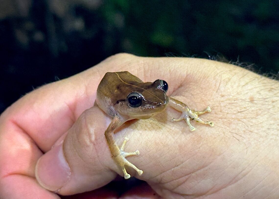 Existen 17 especies de coquí, tres de las cuales se extinguieron. De las restantes 14, hay varias en peligro de desaparecer, razón por la cual todo esfuerzo de conservación es valioso y necesario. (Foto suministrada)