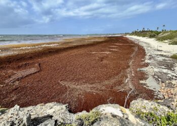 Será necesario esperar para corroborar si la orden ejecutiva llegó a tiempo para el fin de semana feriado de 4 de julio, cuando decenas de miles de turistas locales y extranjeros acuden en masa a las playas. (Foto: Omar Alfonso)