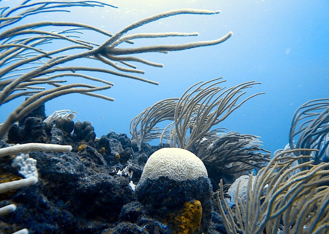 Corales blanqueados en Santa Monica Rock, Islas Vírgenes Británicas, en noviembre pasado. Algunos se han recuperado desde entonces con el enfriamiento de las aguas durante los meses de invierno, pero otros murieron.

Foto por Freeman Rogers | The BVI Beacon