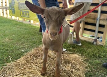 Foto: Festival Nacional del Cabro/Facebook