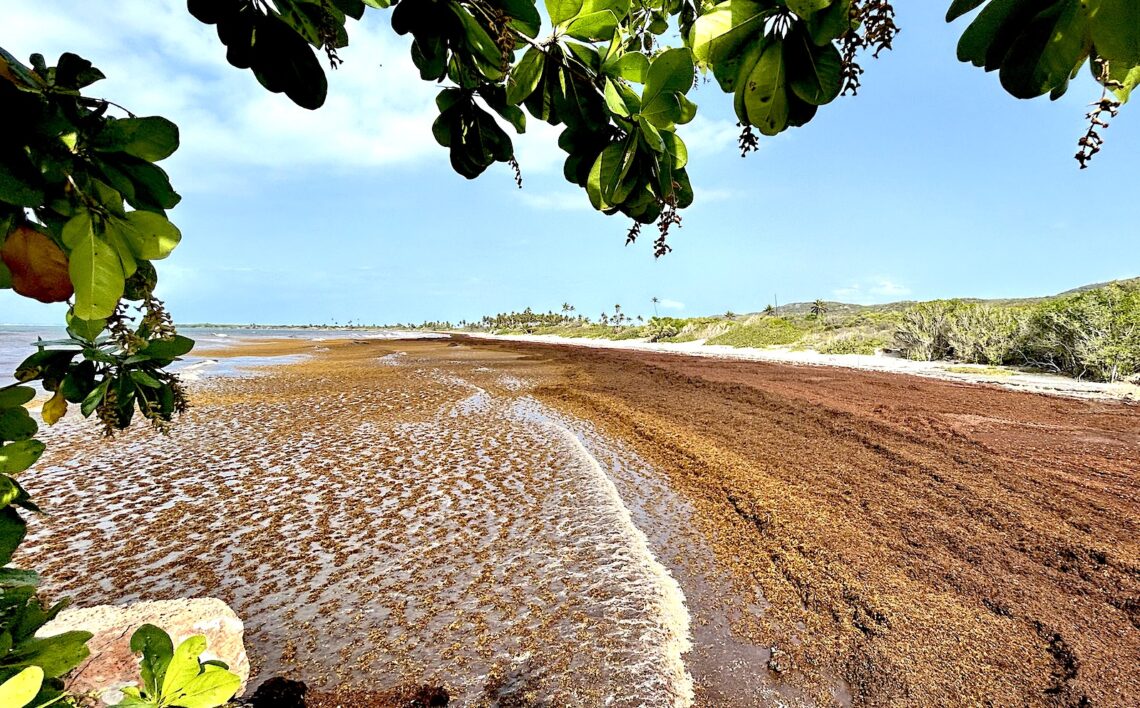Concentraciones récord en el Atlántico central y el Caribe auguran que el 2026 sea el año más activo de sargazo hasta la fecha. (Foto archivo: Punta Ballena)
