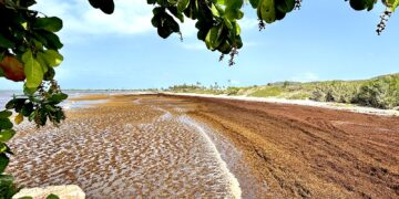 Concentraciones récord en el Atlántico central y el Caribe auguran que el 2026 sea el año más activo de sargazo hasta la fecha. (Foto archivo: Punta Ballena)