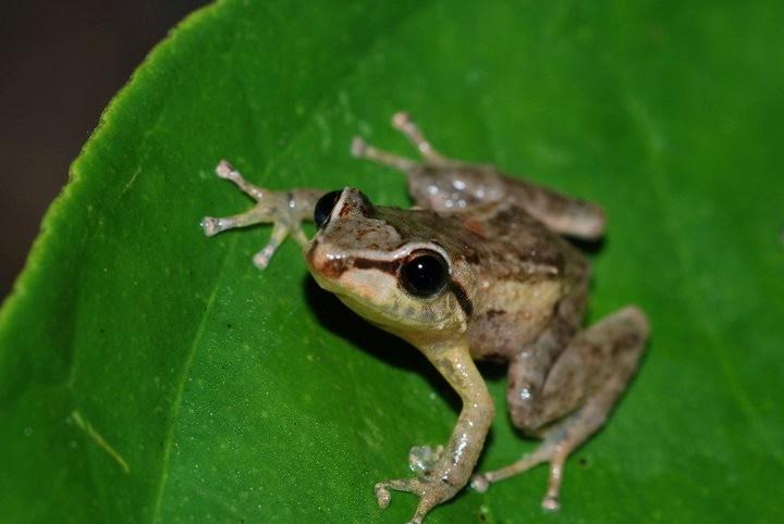 UPR-Ponce abre puente científico para estudiar el coquí en Hawái