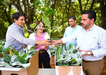 El programa contempla una inversión inicial que supera los $400 mil entre los proyectos de plátanos y guineos, incluyendo la distribución de aproximadamente 215 mil semillas resistentes a enfermedades. (Foto suministrada)