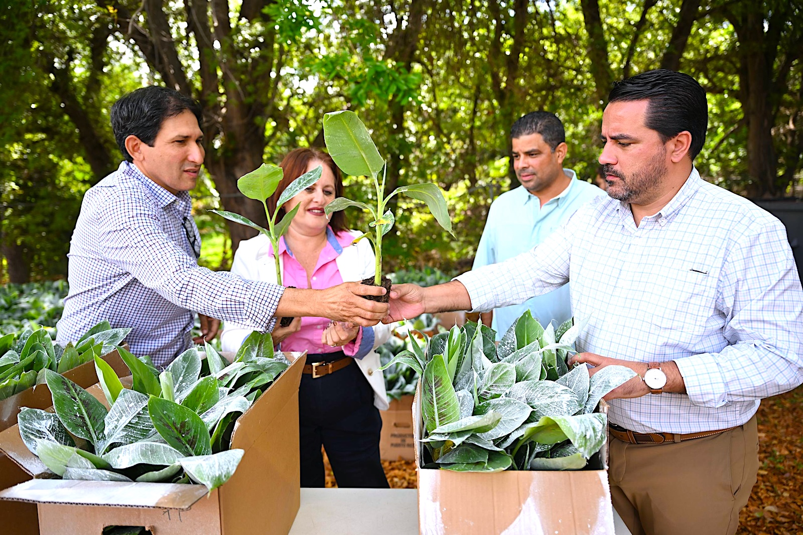 Agricultura inicia distribución de semillas resistentes de plátanos y guineos