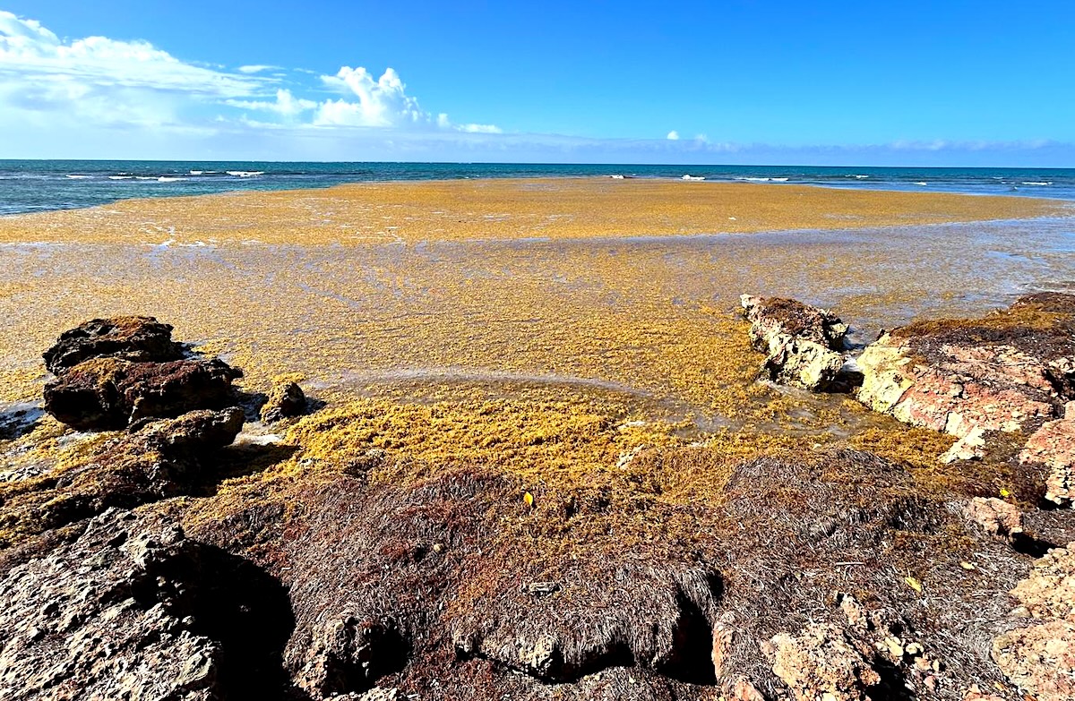 Mantos de sargazo llegan a Guánica: el oeste parece a salvo