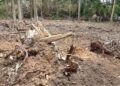 Informes del Cuerpo de Vigilantes confirman el uso de maquinaria pesada y la tala de decenas de árboles, mientras la comunidad exige la restauración del área impactada. (Foto suministrada)