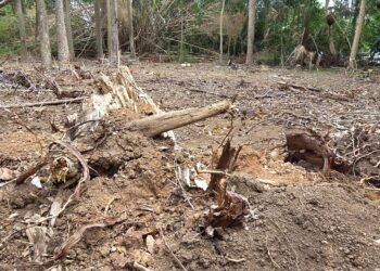 Informes del Cuerpo de Vigilantes confirman el uso de maquinaria pesada y la tala de decenas de árboles, mientras la comunidad exige la restauración del área impactada. (Foto suministrada)